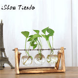 Creative Hydroponic Plant Transparent Vase