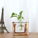 Creative Hydroponic Plant Transparent Vase