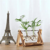 Creative Hydroponic Plant Transparent Vase